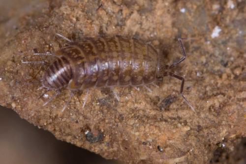 Réf. 230 373 : Chaetophiloscia cellaria